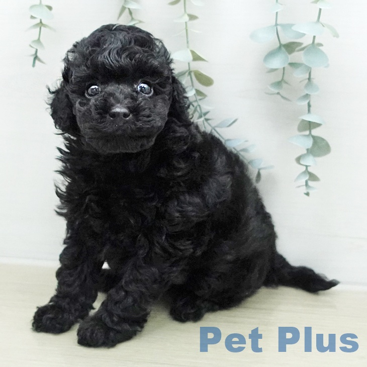 トイ・プードル