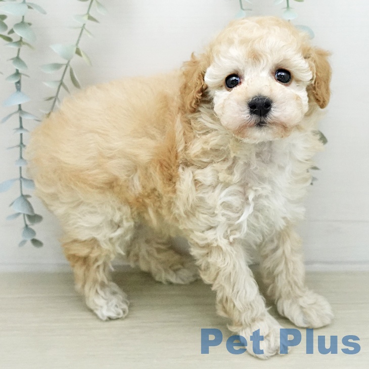 トイ・プードル