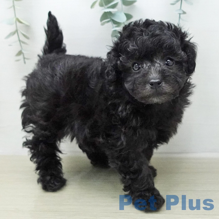 トイ・プードル