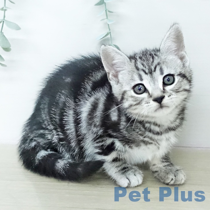 アメリカンショートヘア