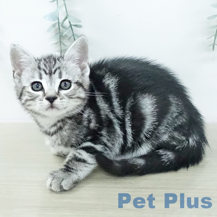 アメリカンショートヘア