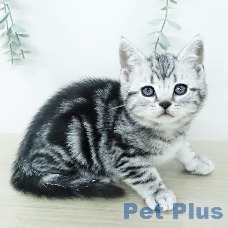 アメリカンショートヘア