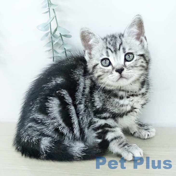 アメリカンショートヘア