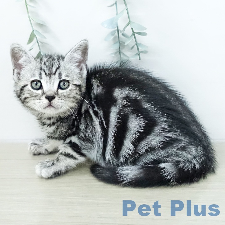 アメリカンショートヘアの写真2