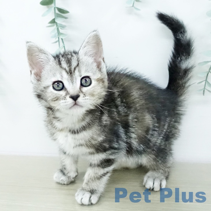 アメリカンショートヘアの写真2