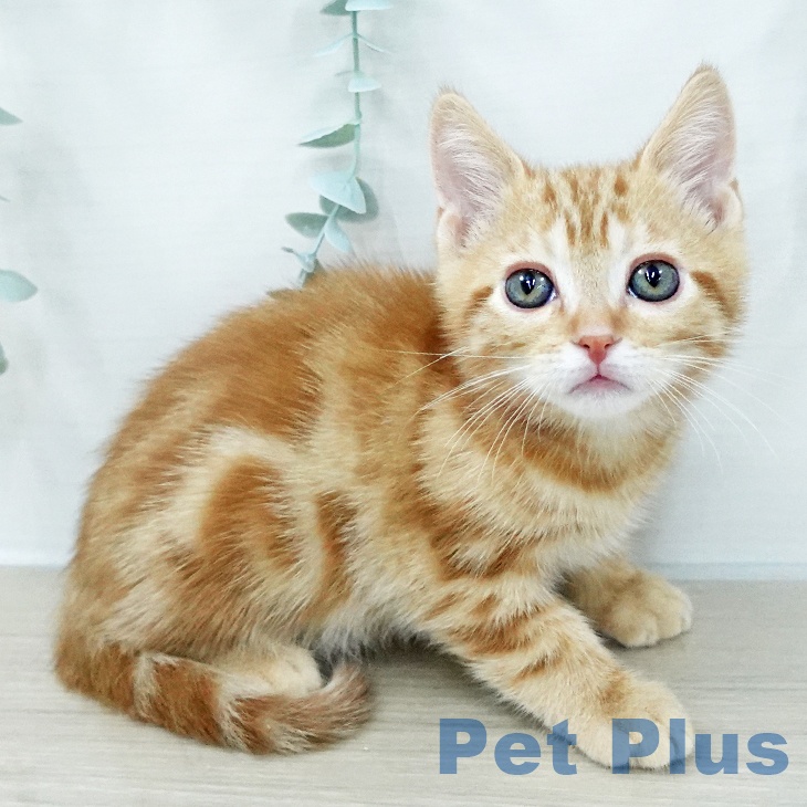 アメリカンショートヘア