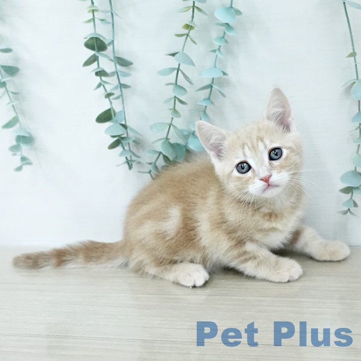 アメリカンショートヘアの写真2