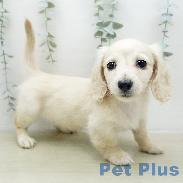 ミニチュア・ダックスフンドの写真2