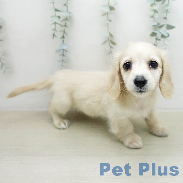 ミニチュア・ダックスフンド