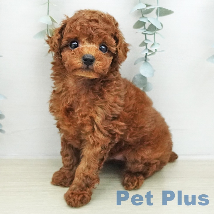 トイ・プードル