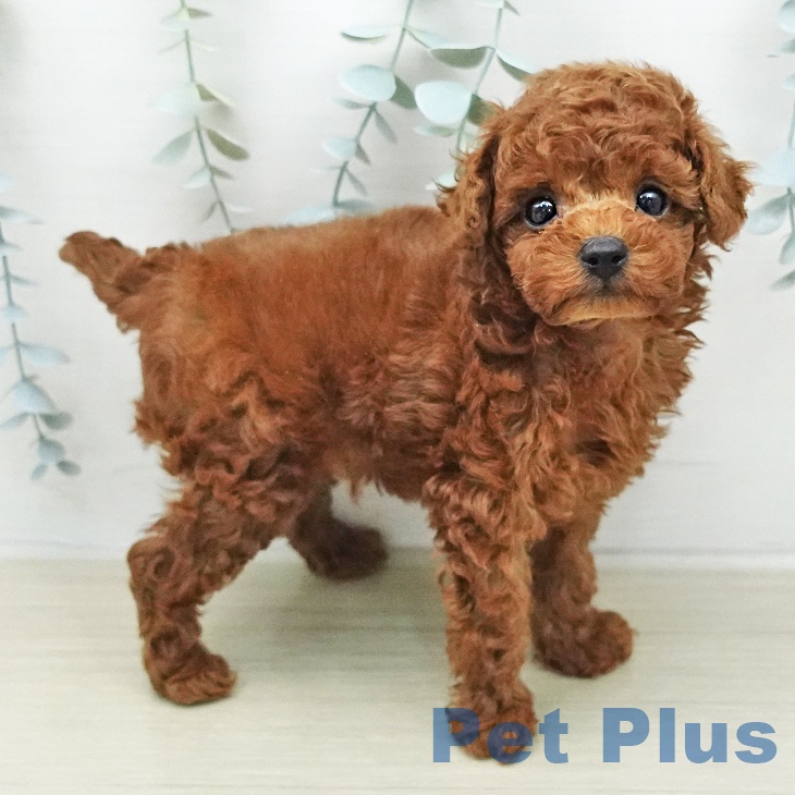 トイ・プードルの写真2