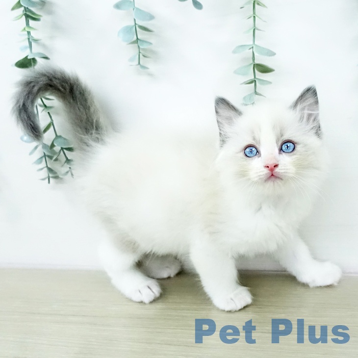 ラグドールの写真2