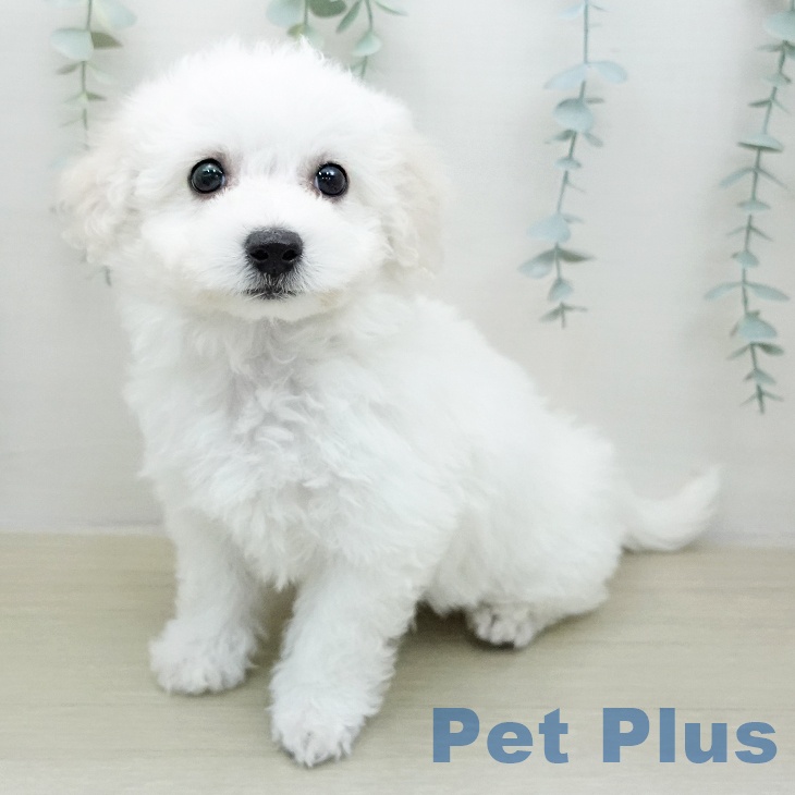 ビション・フリーゼの写真2