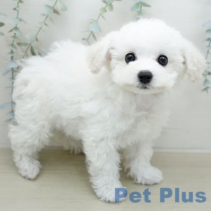 ビション・フリーゼ