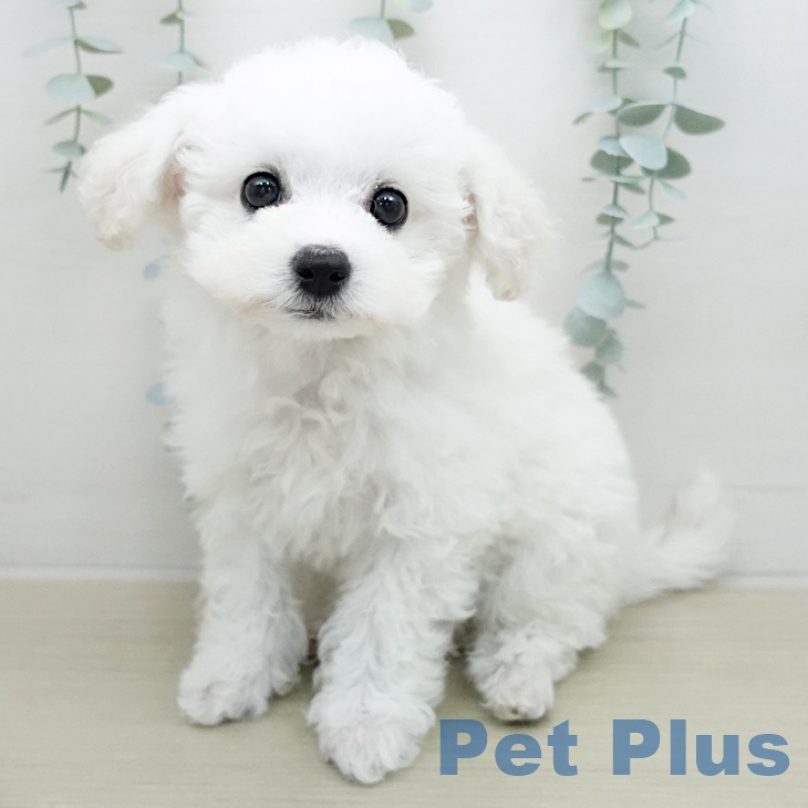 ビション・フリーゼの写真2