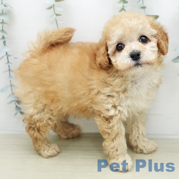 トイ・プードルの写真2