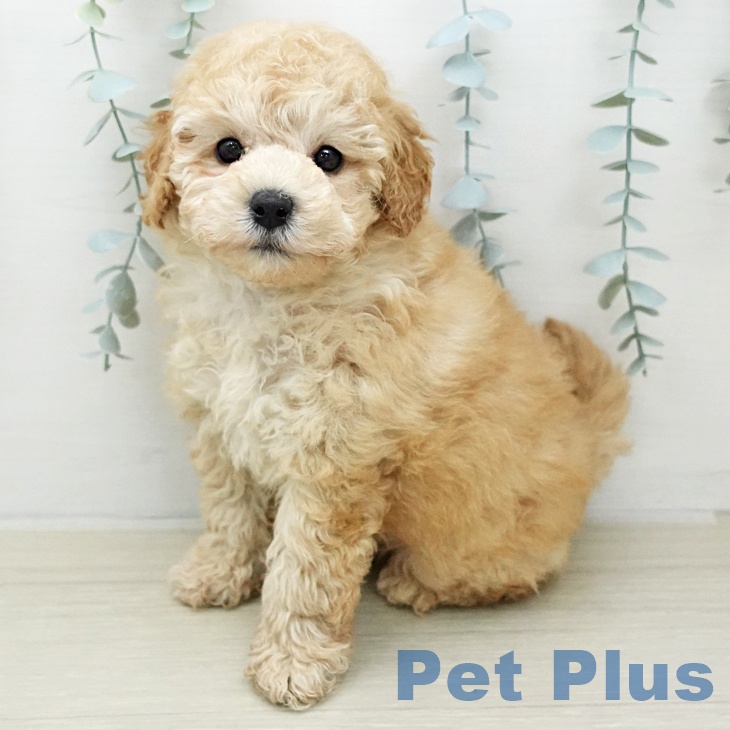 トイ・プードル