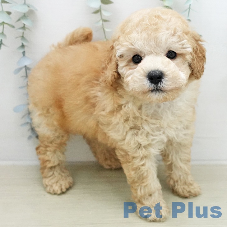 トイ・プードルの写真2