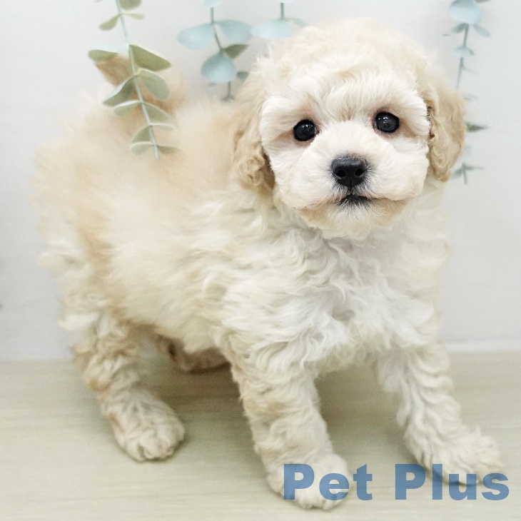 トイ・プードル