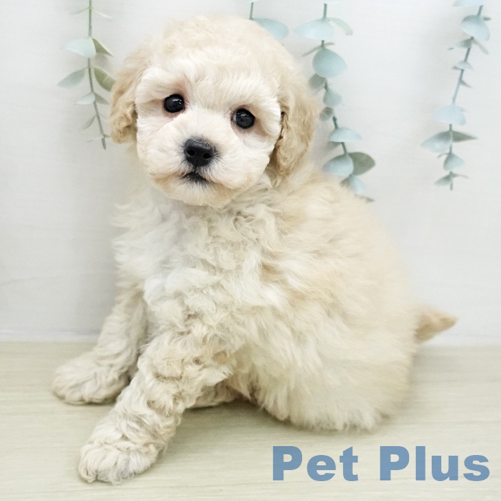 トイ・プードルの写真2