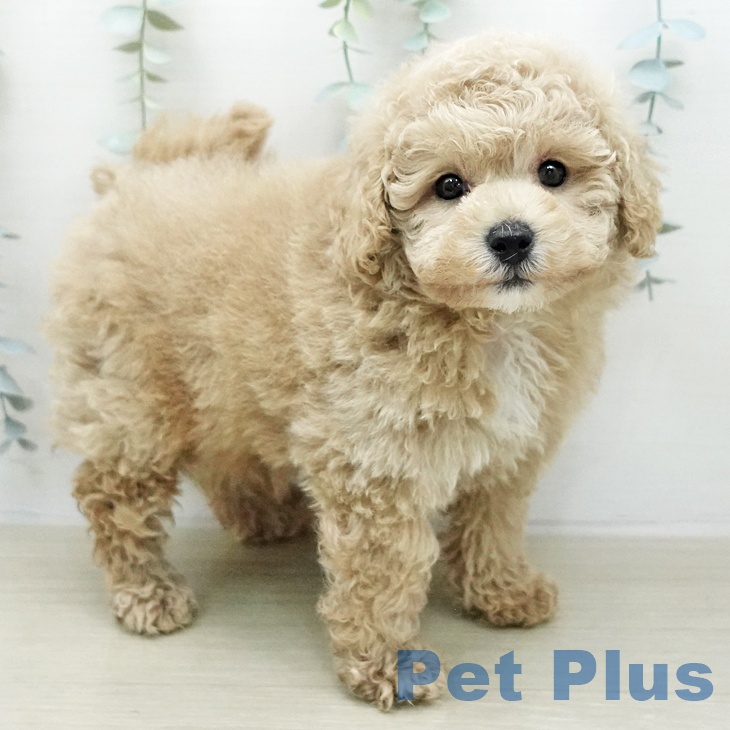 トイ・プードルの写真2