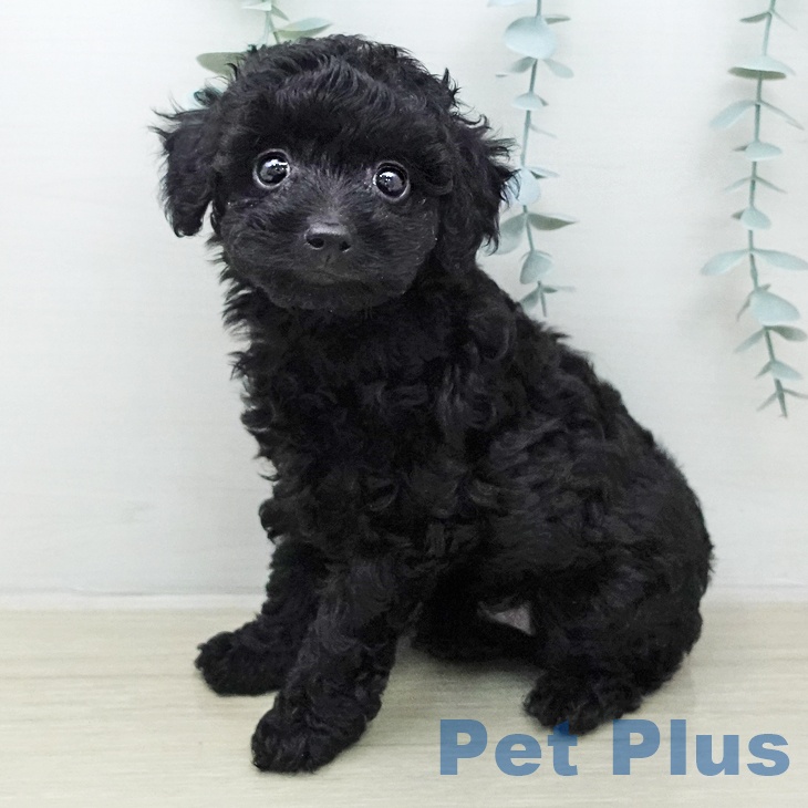 トイ・プードル