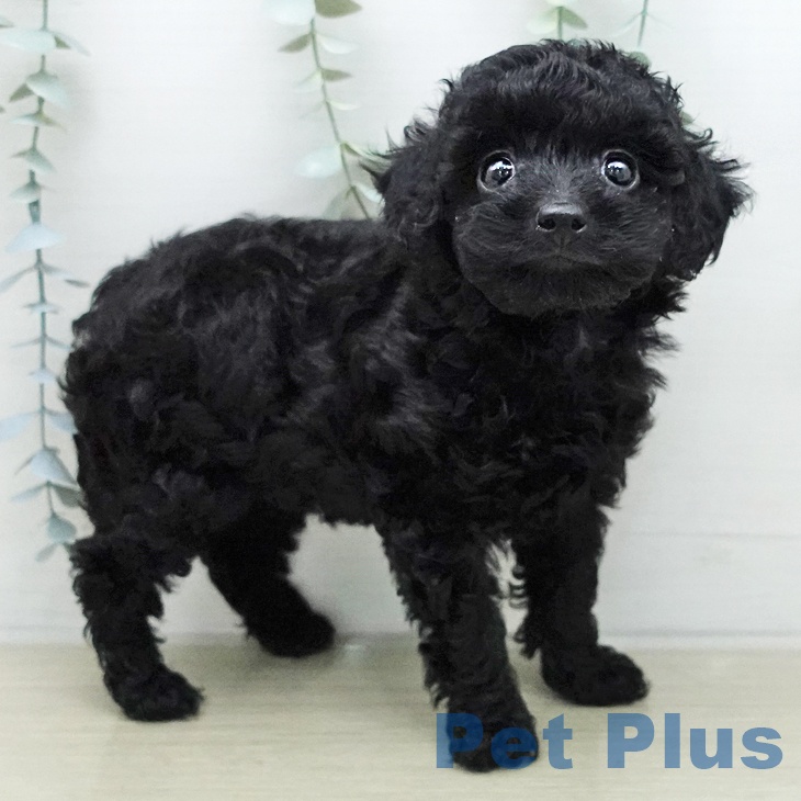 トイ・プードルの写真2