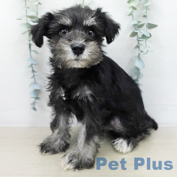 ミニチュア・シュナウザー