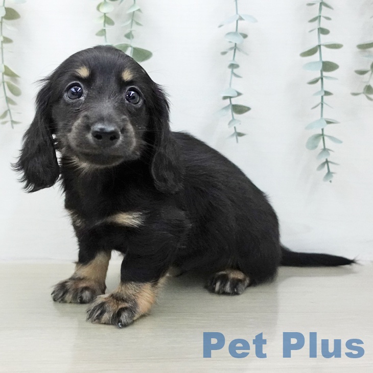 ミニチュア・ダックスフンド