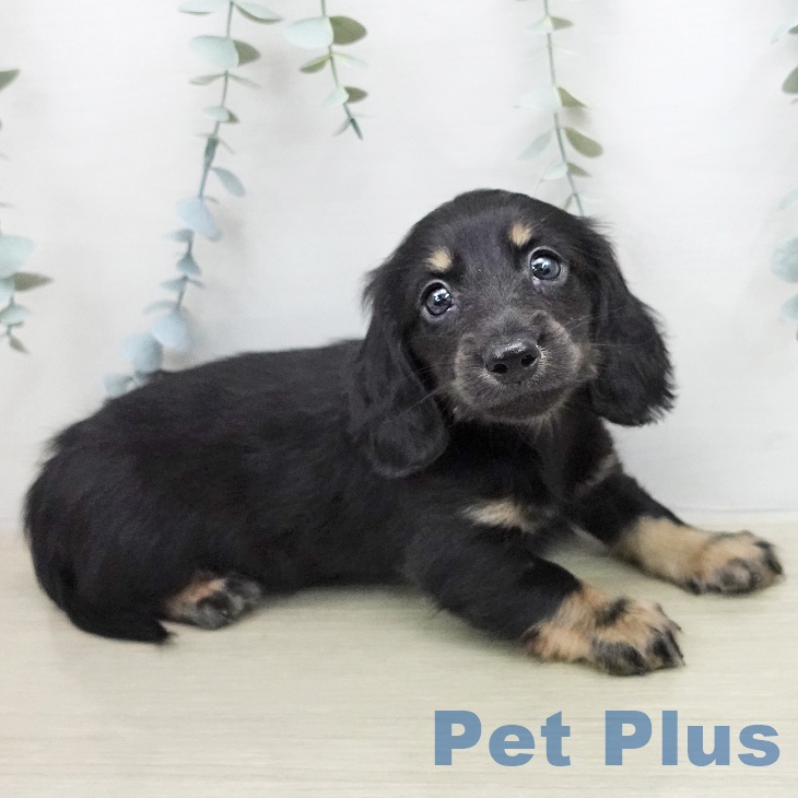 ミニチュア・ダックスフンドの写真2