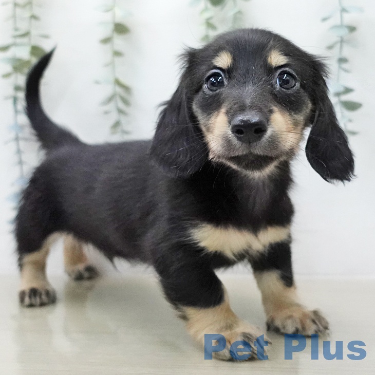 ミニチュア・ダックスフンドの写真2