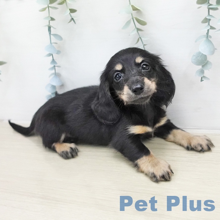 ミニチュア・ダックスフンドの写真2