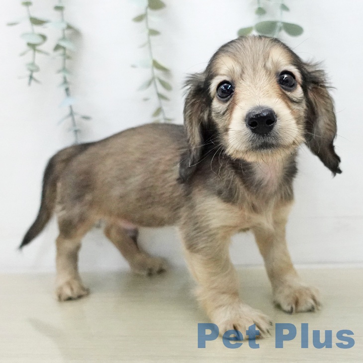 ミニチュア・ダックスフンド