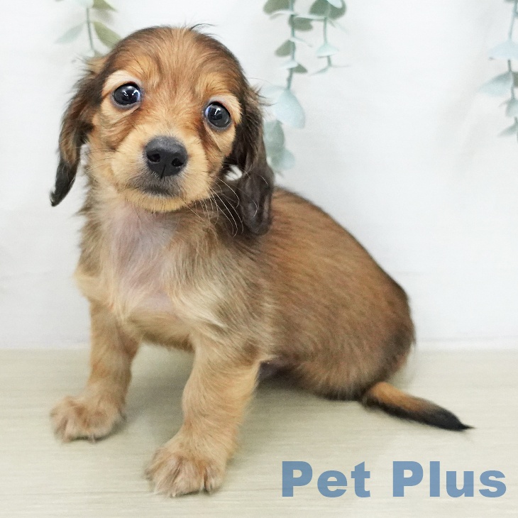 ミニチュア・ダックスフンド