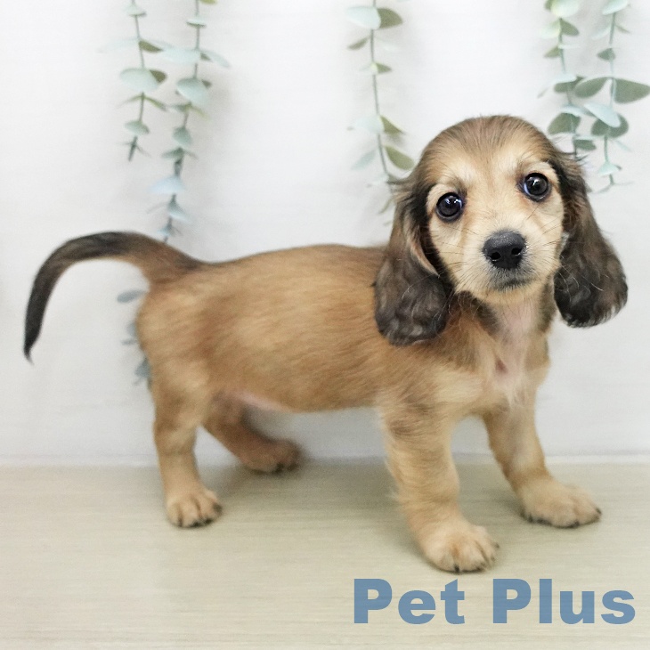 ミニチュア・ダックスフンド