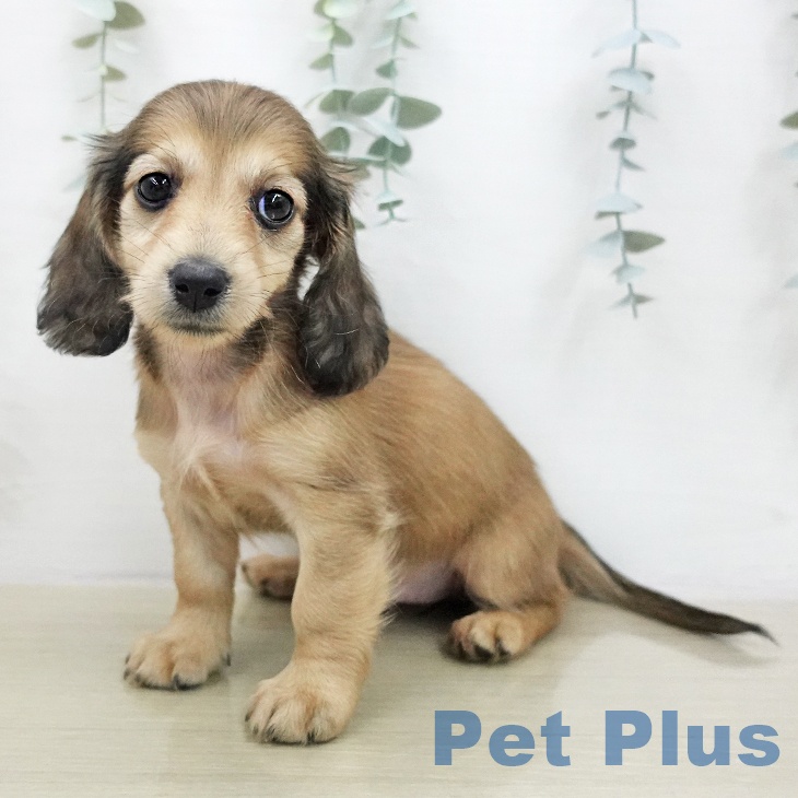 ミニチュア・ダックスフンド