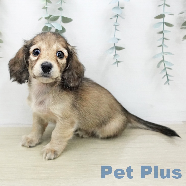 ミニチュア・ダックスフンド