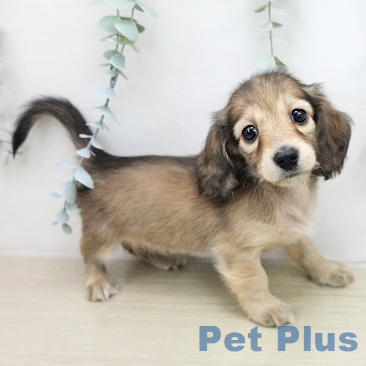 ミニチュア・ダックスフンドの写真2