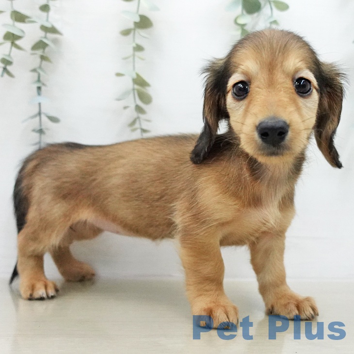 ミニチュア・ダックスフンド