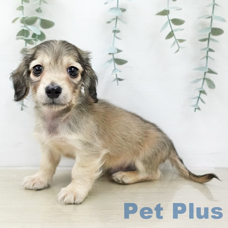 ミニチュア・ダックスフンド