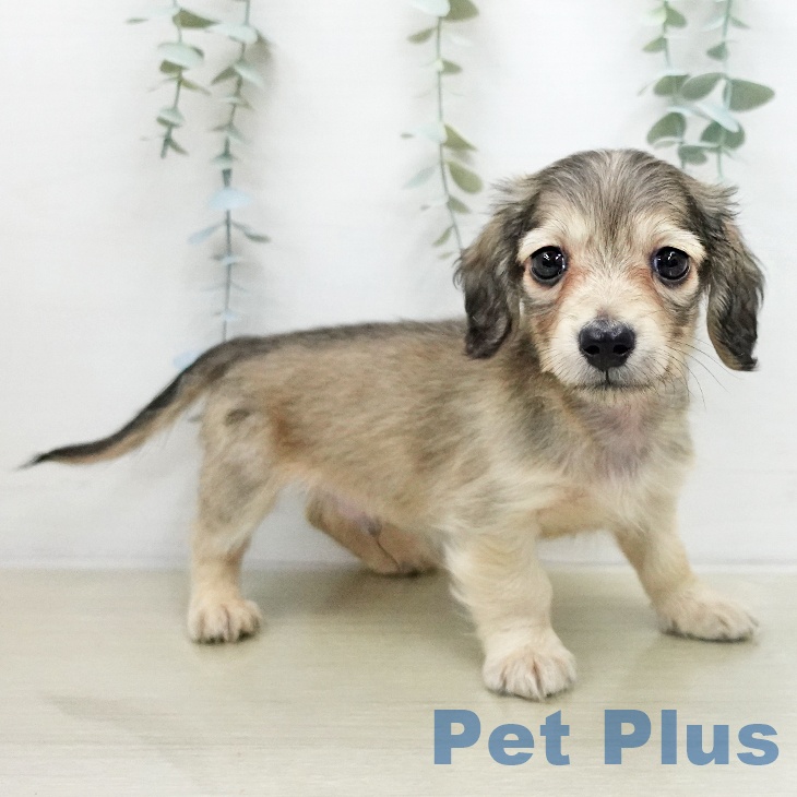 ミニチュア・ダックスフンドの写真2