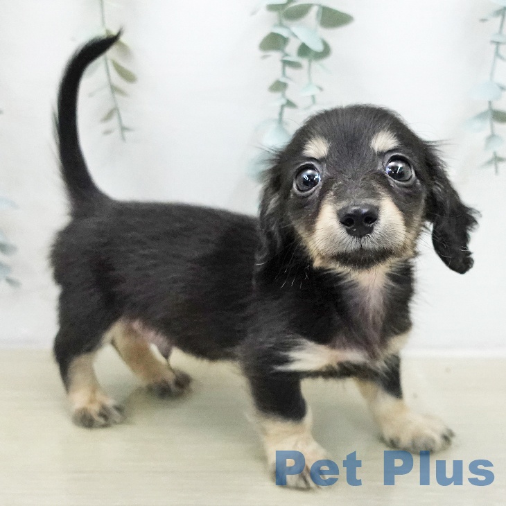 ミニチュア・ダックスフンド