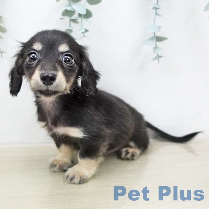 ミニチュア・ダックスフンドの写真2