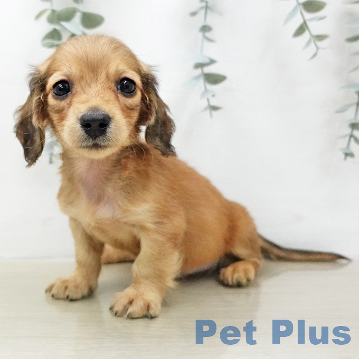 ミニチュア・ダックスフンドの写真2