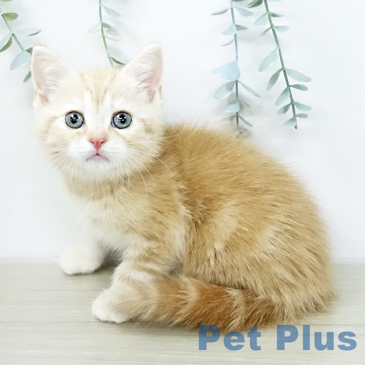 スコティッシュフォールドの写真2