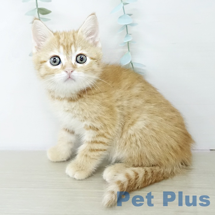 スコティッシュフォールドの写真2