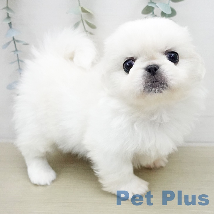ペキニーズの写真2