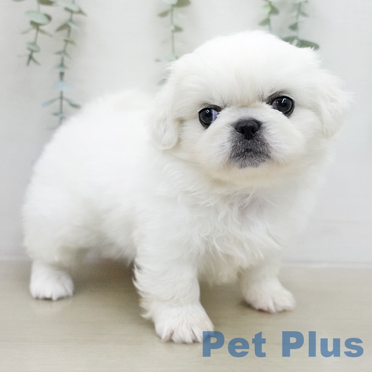 ペキニーズの写真2