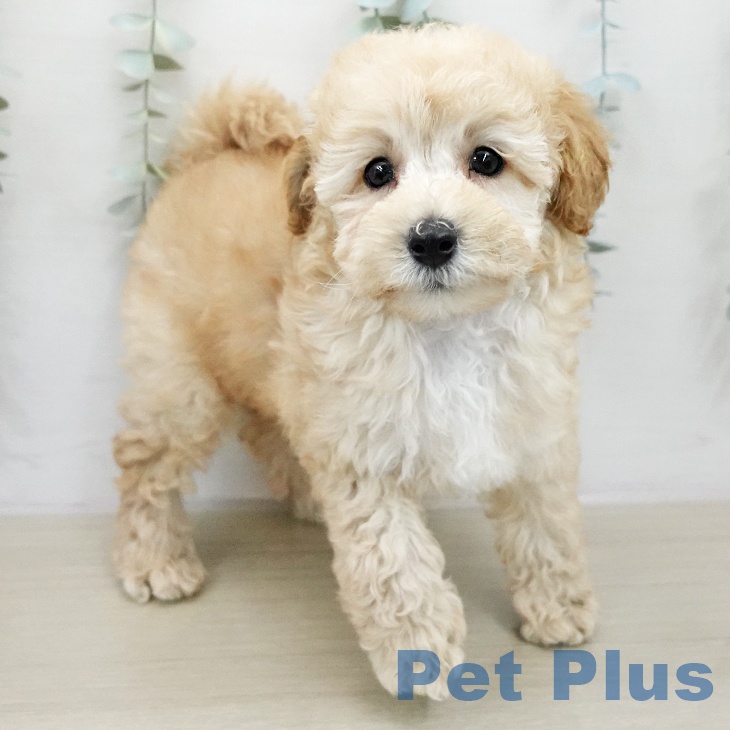 トイ・プードル