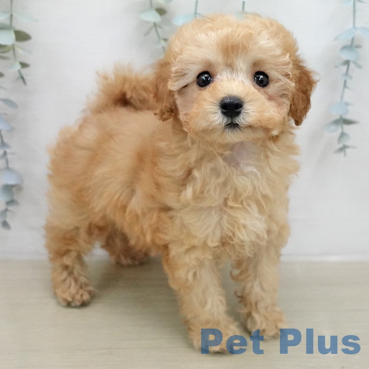 トイ・プードルの写真2